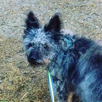 Altersplatz für herzensgute Mischlingshündin gesucht, ca. 12-jährig