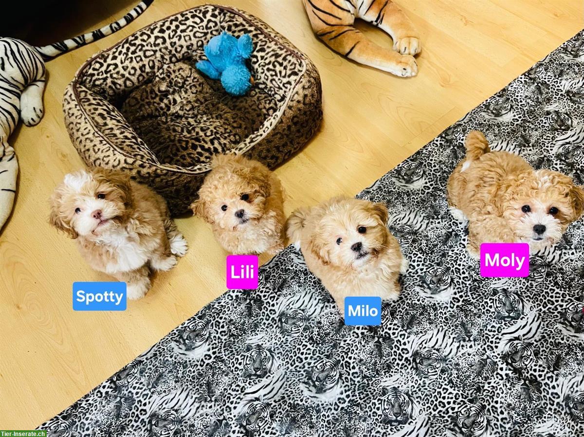 Shih-Poo Welpen mit Schweizer Heimtierpass