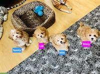 Shih-Poo Welpen mit Schweizer Heimtierpass