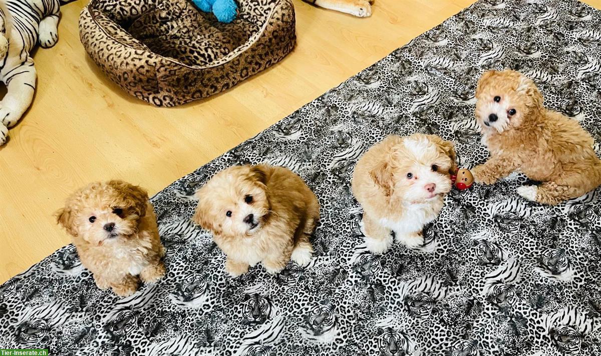 Bild 2: Shih-Poo Welpen mit Schweizer Heimtierpass