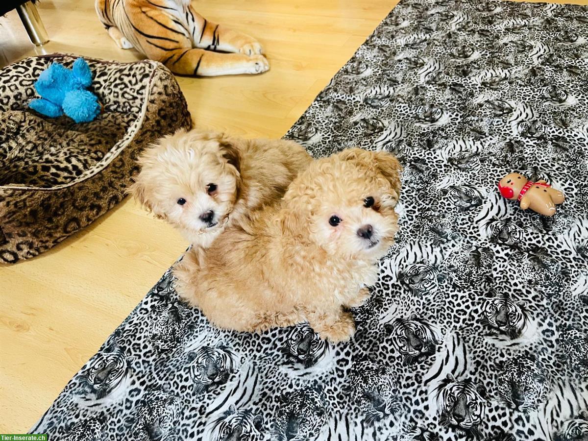 Bild 3: Shih-Poo Welpen mit Schweizer Heimtierpass