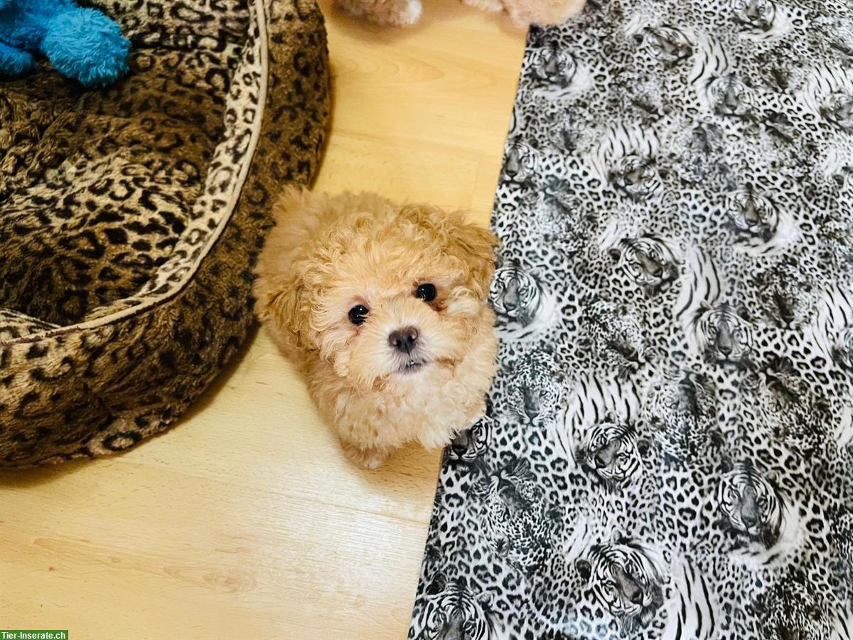 Bild 5: Shih-Poo Welpen mit Schweizer Heimtierpass