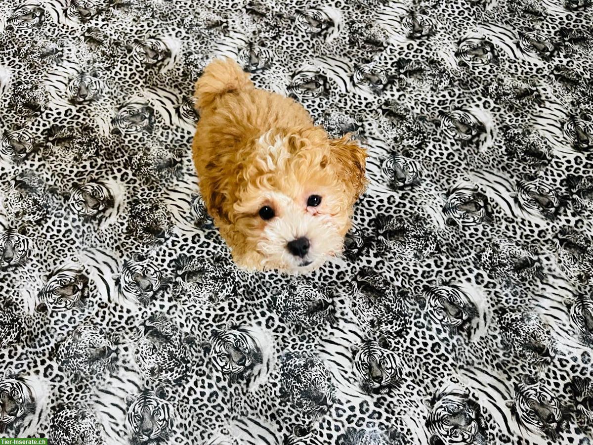 Bild 6: Shih-Poo Welpen mit Schweizer Heimtierpass