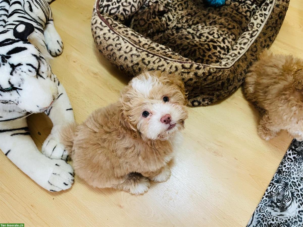 Bild 7: Shih-Poo Welpen mit Schweizer Heimtierpass