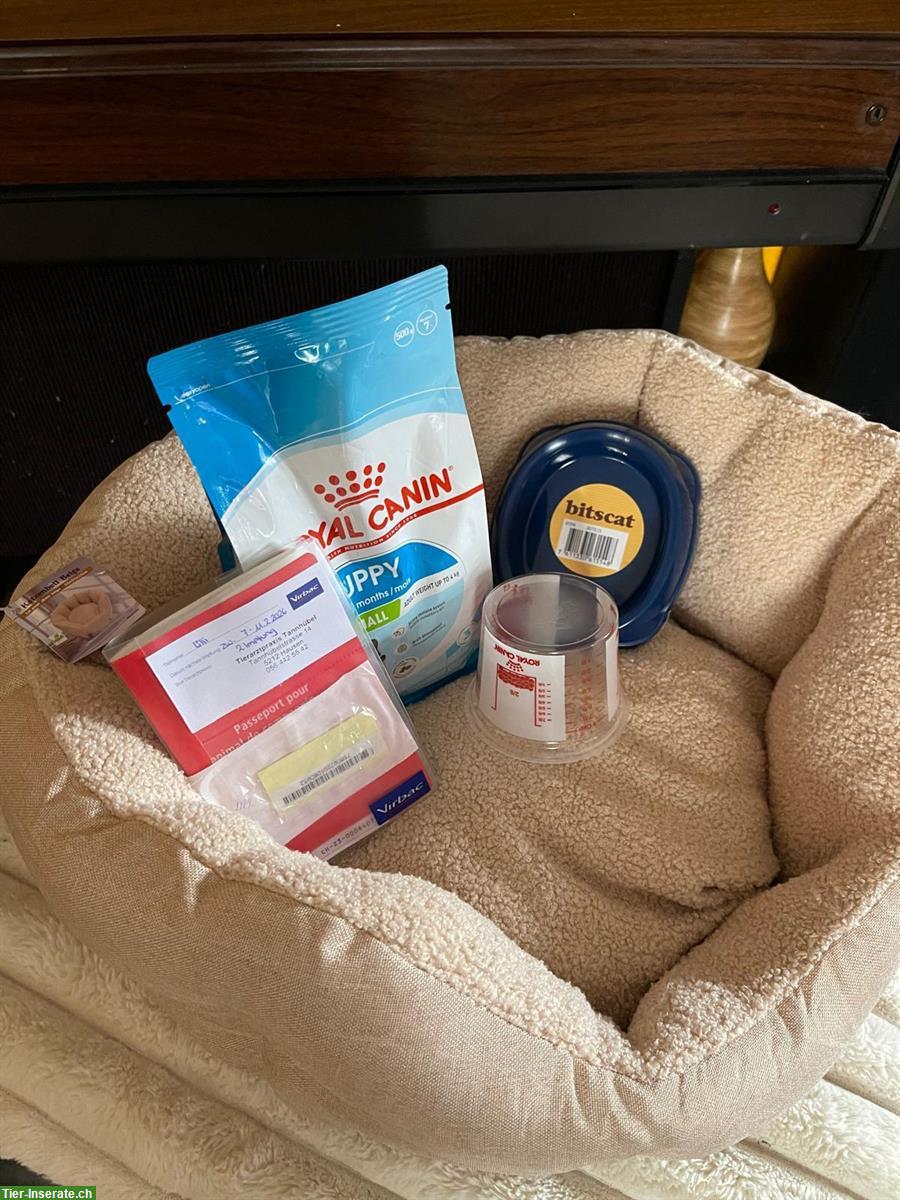 Bild 8: Shih-Poo Welpen mit Schweizer Heimtierpass