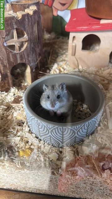 Junge wildfarbene Hamsterbabys zu verkaufen