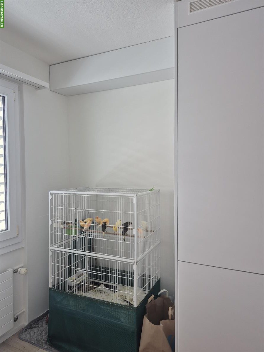 Kanarienvögel beringt zu verkaufen