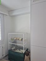 Kanarienvögel beringt zu verkaufen