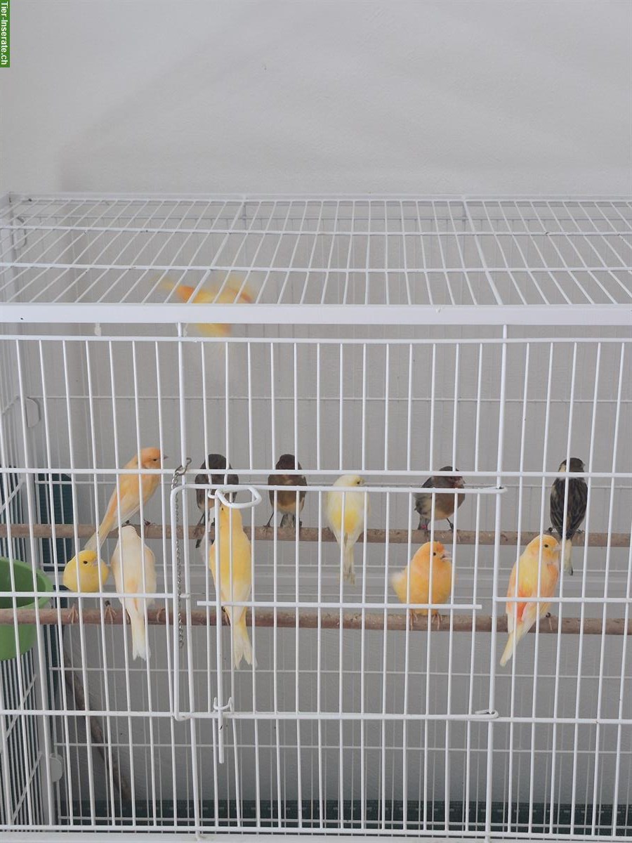 Bild 2: Kanarienvögel beringt zu verkaufen