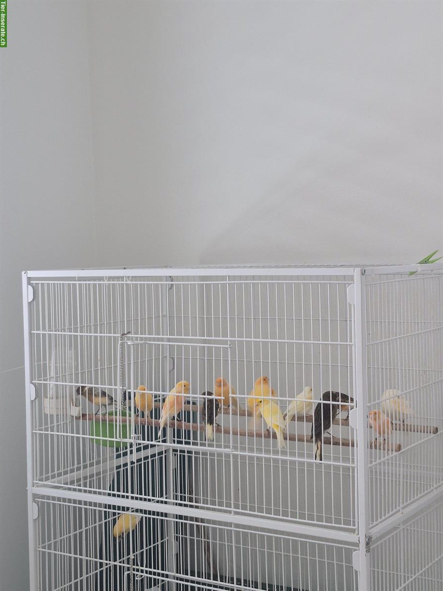 Bild 3: Kanarienvögel beringt zu verkaufen