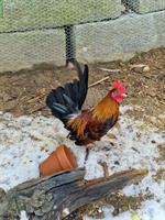 GRATIS: Serama Hahn (6 Monate) sucht neues Zuhause