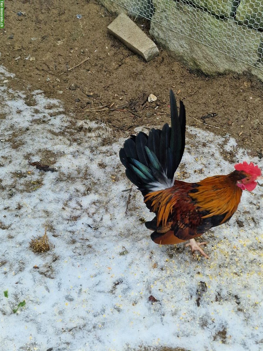 Bild 3: GRATIS: Serama Hahn (6 Monate) sucht neues Zuhause