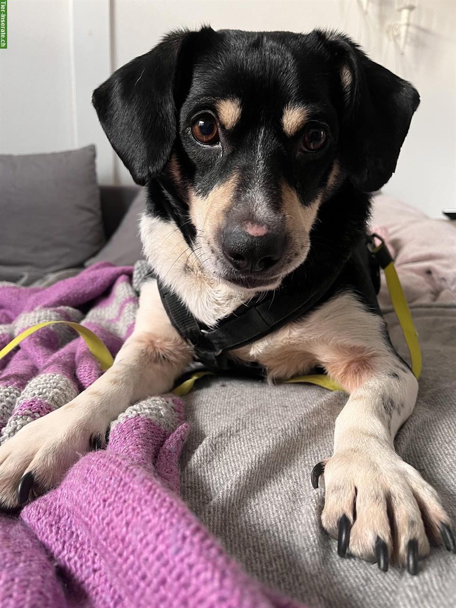 Kleiner Mischlingsrüde ca. 4-jährig sucht seinen Menschen