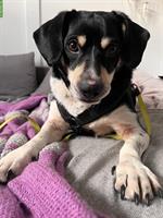Kleiner Mischlingsrüde ca. 4-jährig sucht seinen Menschen