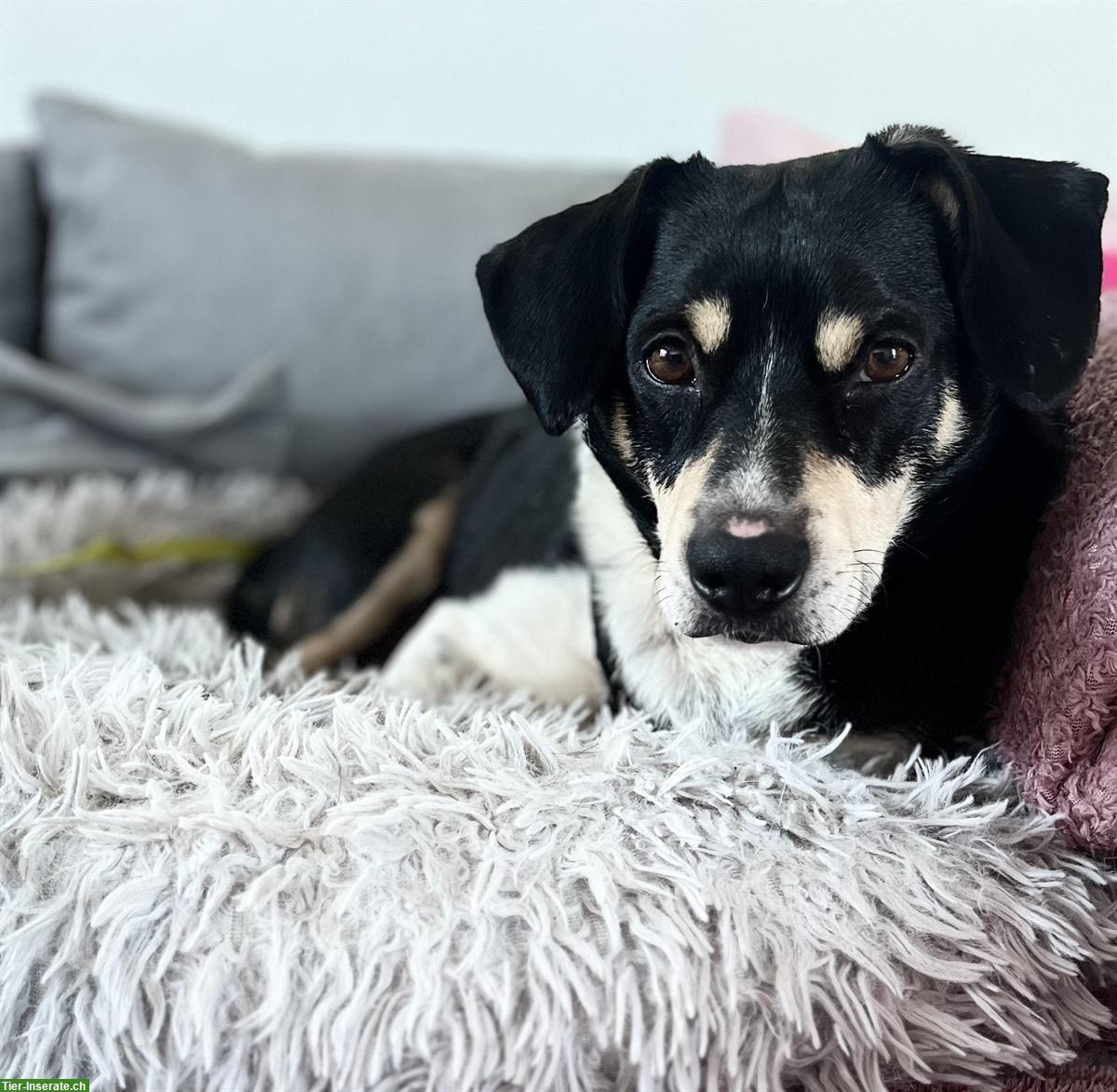 Bild 2: Kleiner Mischlingsrüde ca. 4-jährig sucht seinen Menschen