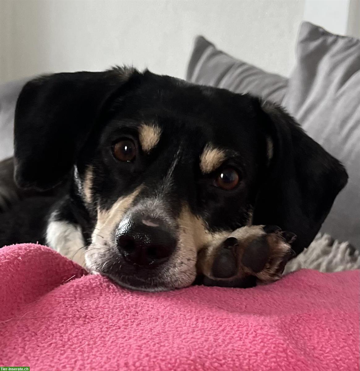 Bild 3: Kleiner Mischlingsrüde ca. 4-jährig sucht seinen Menschen