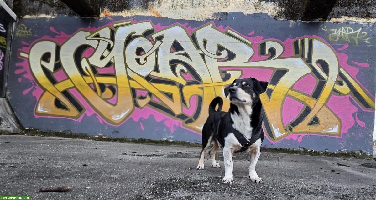 Bild 4: Kleiner Mischlingsrüde ca. 4-jährig sucht seinen Menschen