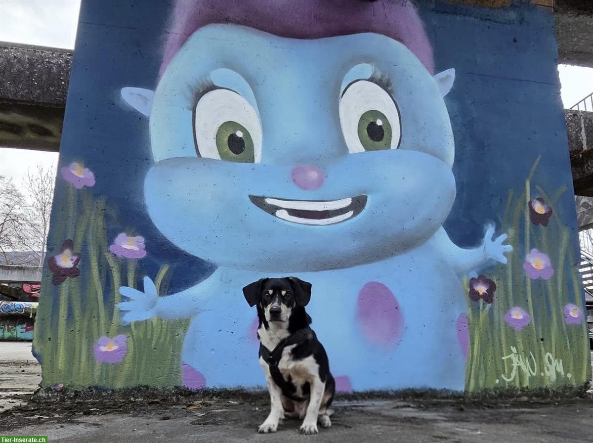 Bild 5: Kleiner Mischlingsrüde ca. 4-jährig sucht seinen Menschen