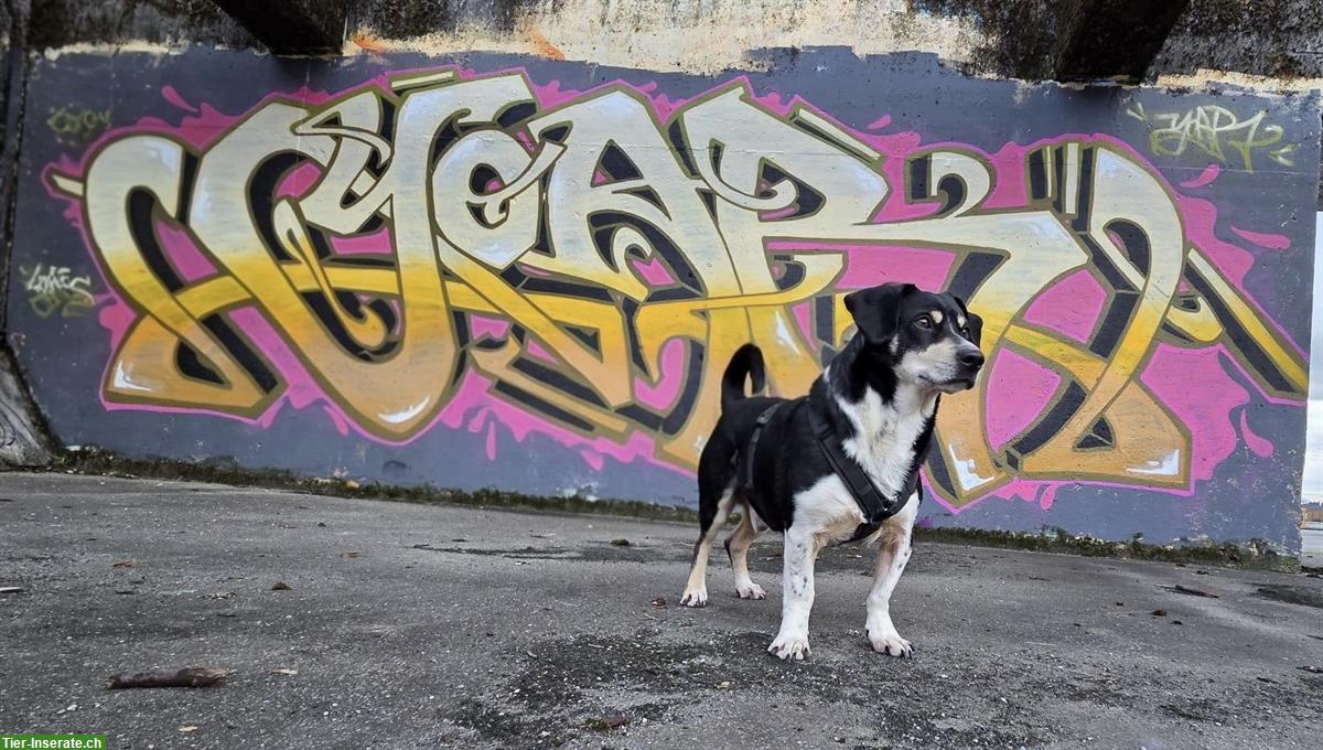 Bild 6: Kleiner Mischlingsrüde ca. 4-jährig sucht seinen Menschen