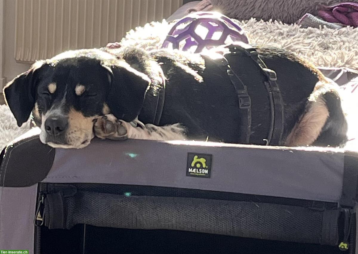 Bild 7: Kleiner Mischlingsrüde ca. 4-jährig sucht seinen Menschen