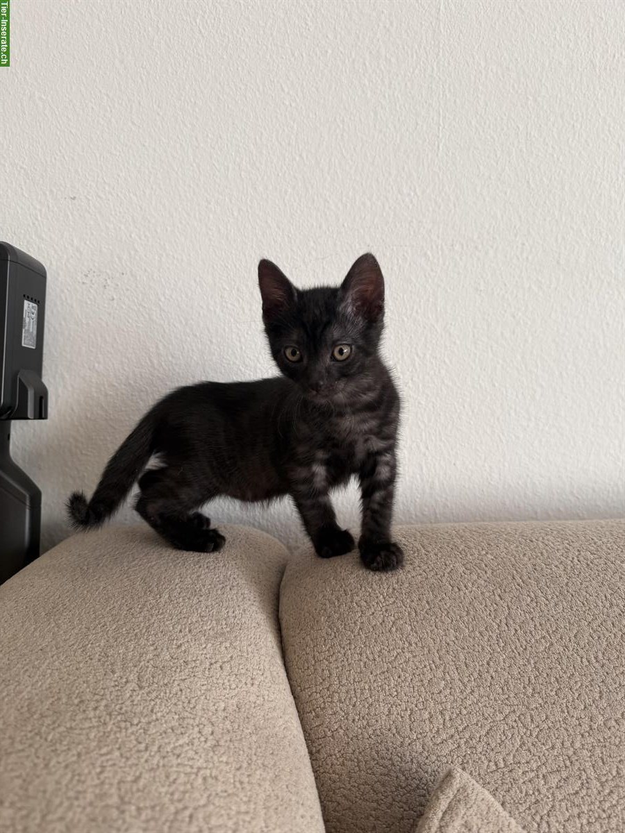 🐱 Baby Kitten (10 Wochen) sucht liebes Zuhause