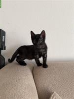 🐱 Baby Kitten (10 Wochen) sucht liebes Zuhause