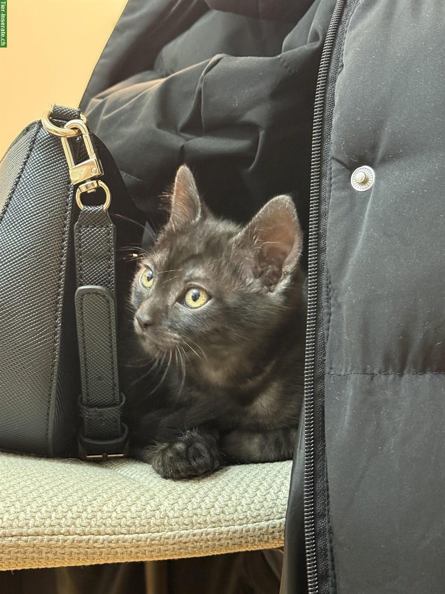 Bild 2: 🐱 Baby Kitten (10 Wochen) sucht liebes Zuhause