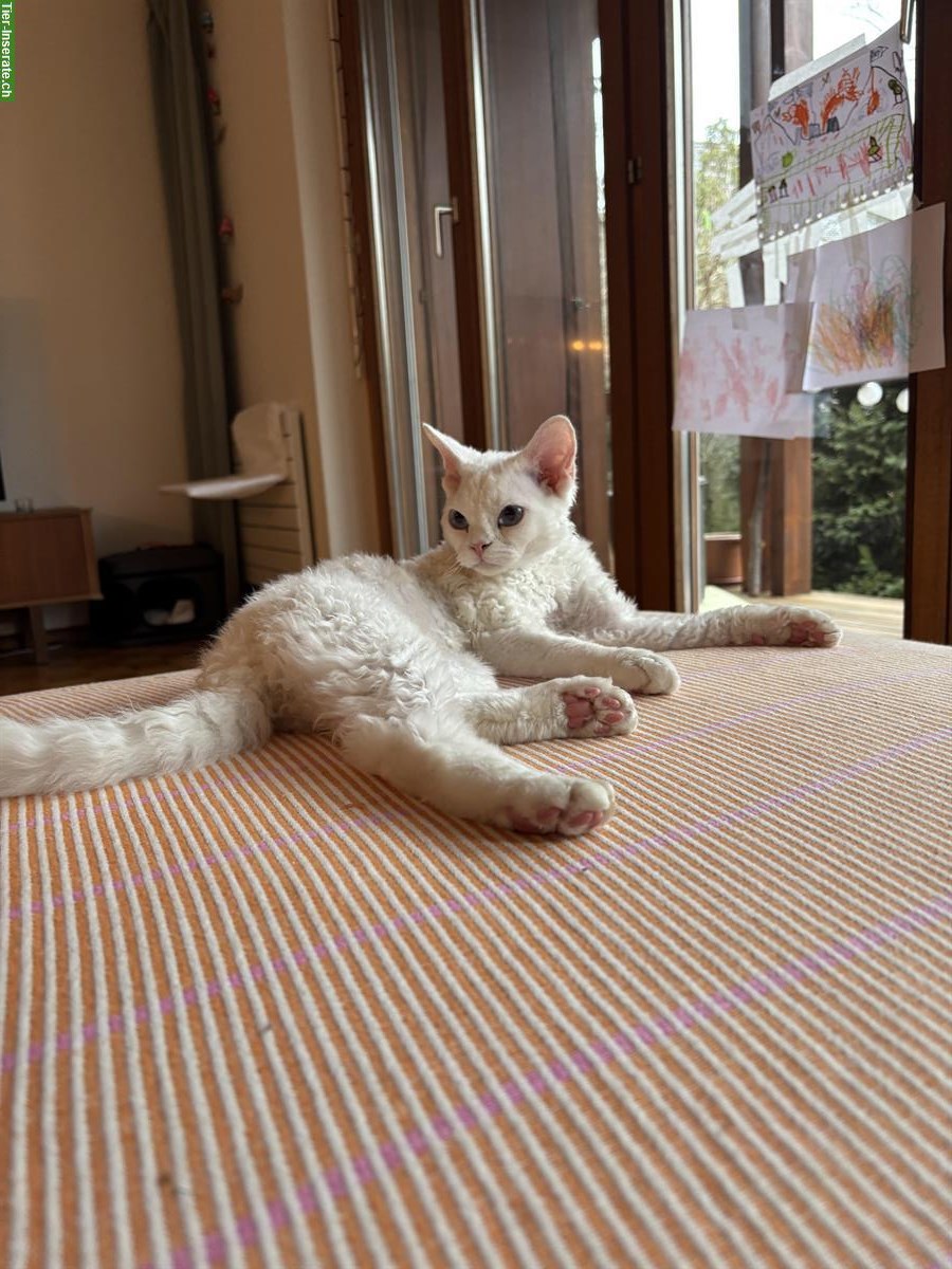 Lieber Devon Rex Kater sucht neues Zuhause