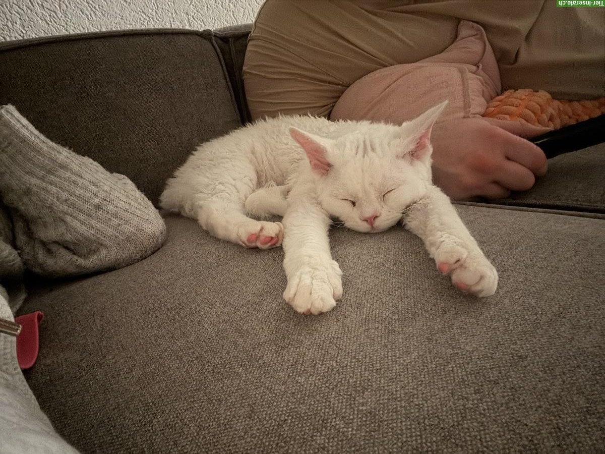 Bild 2: Lieber Devon Rex Kater sucht neues Zuhause