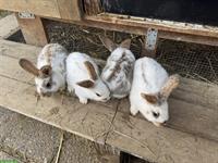 Junge süsse Kaninchen zu verkaufen