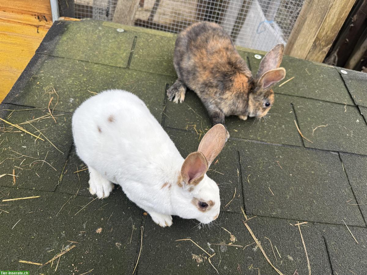 Bild 2: Junge süsse Kaninchen zu verkaufen