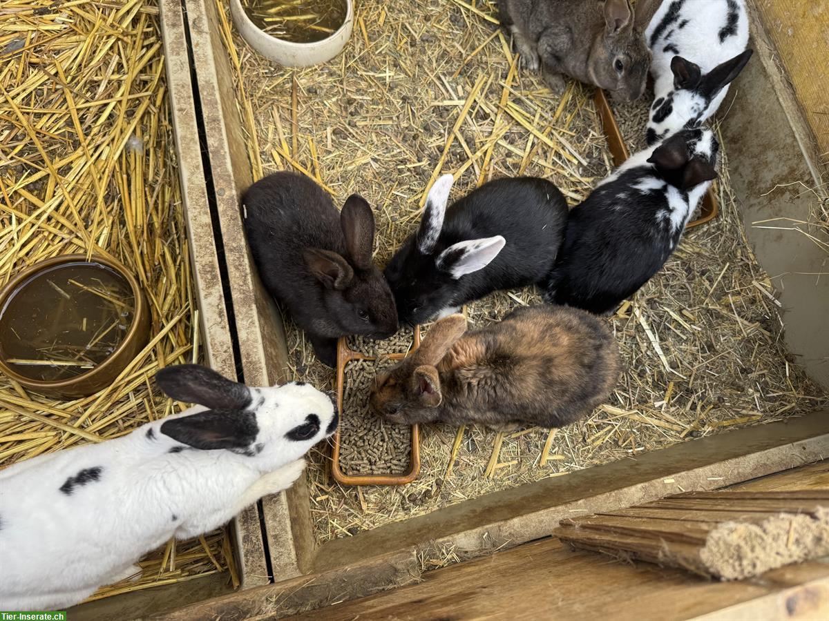 Bild 3: Junge süsse Kaninchen zu verkaufen