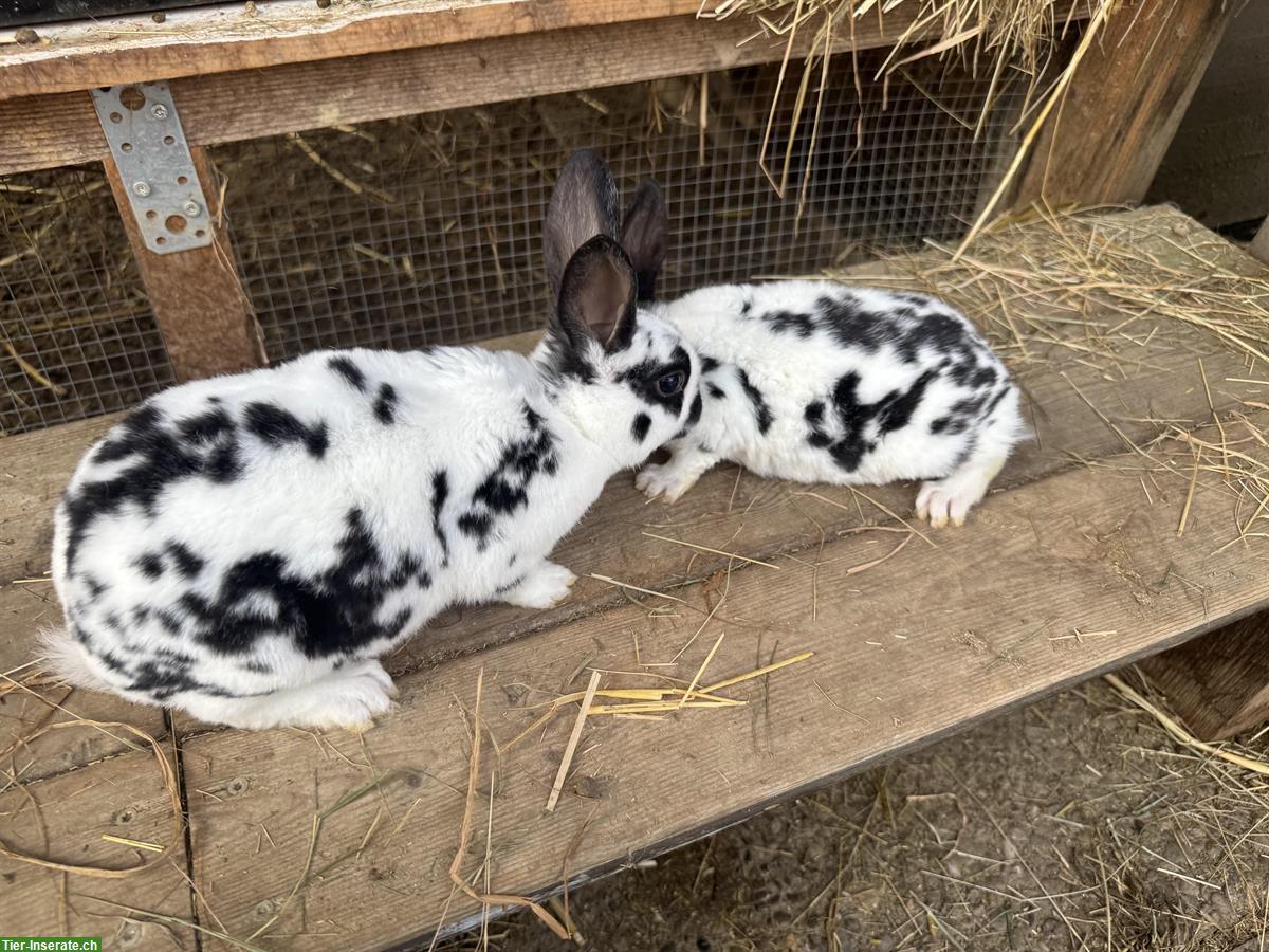Bild 4: Junge süsse Kaninchen zu verkaufen