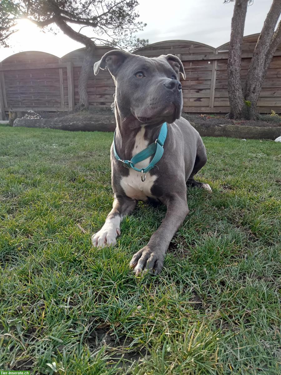 Toller Amstaff Rüde sucht sein neues Zuhause