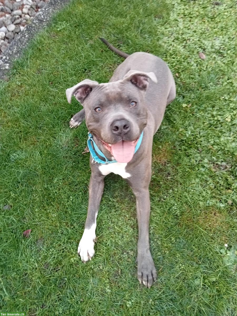 Bild 2: Toller Amstaff Rüde sucht sein neues Zuhause