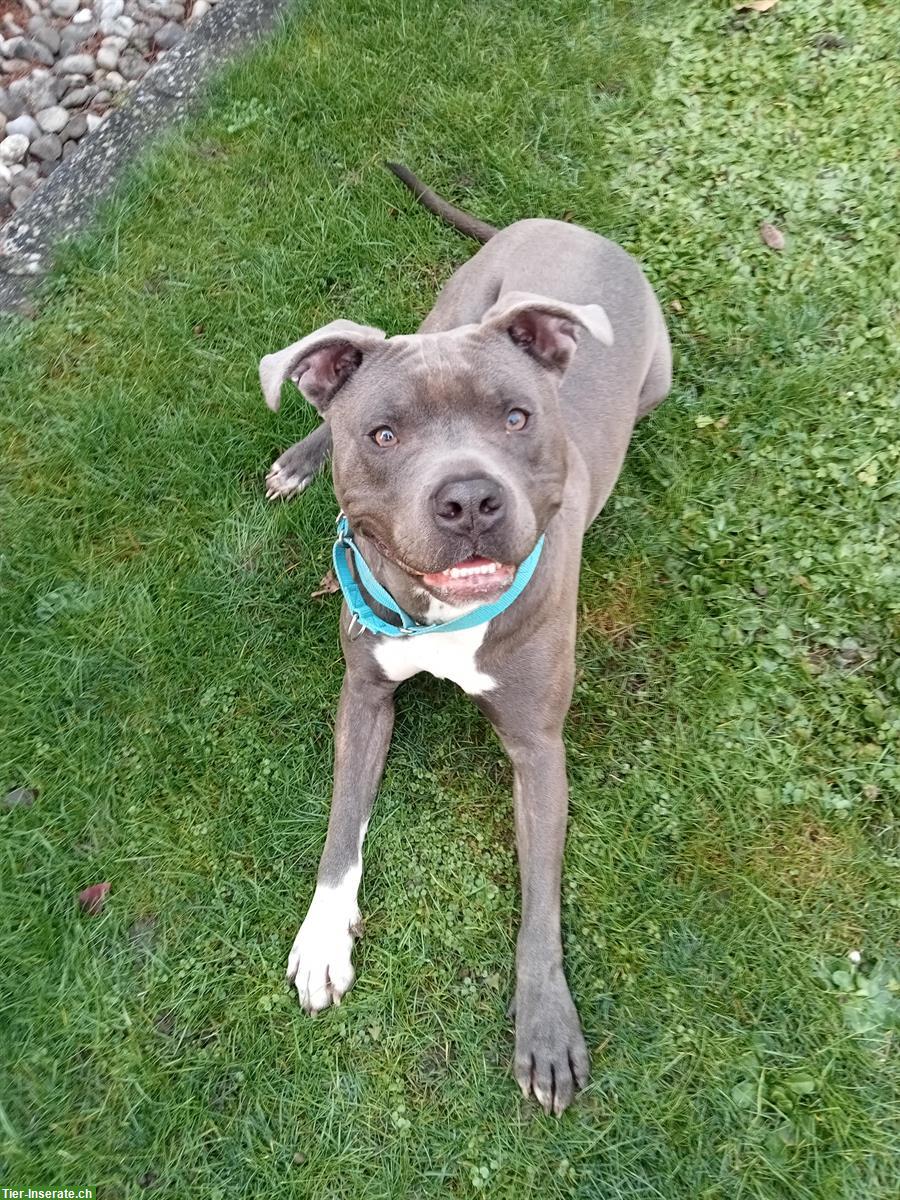 Bild 3: Toller Amstaff Rüde sucht sein neues Zuhause