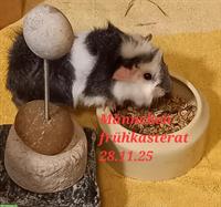 Meerschweinchen Frühkastrat sucht ein Zuhause