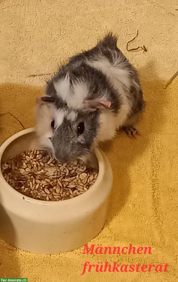 Bild 2: Meerschweinchen Frühkastrat sucht ein Zuhause