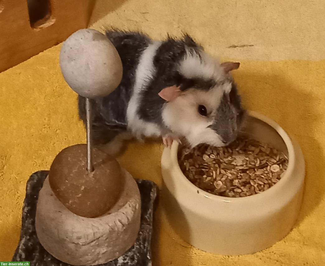 Bild 3: Meerschweinchen Frühkastrat sucht ein Zuhause