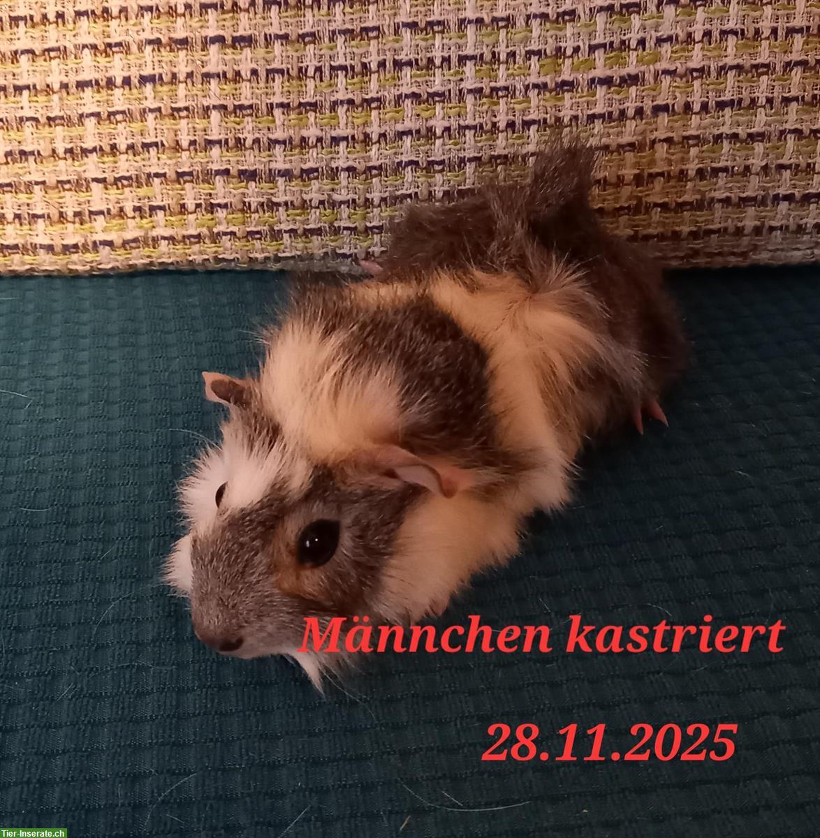 Bild 4: Meerschweinchen Frühkastrat sucht ein Zuhause
