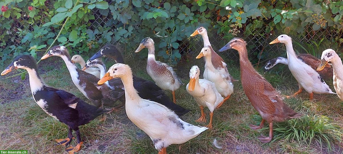 Laufenten Erpelgruppe, verschiedene Farbschläge