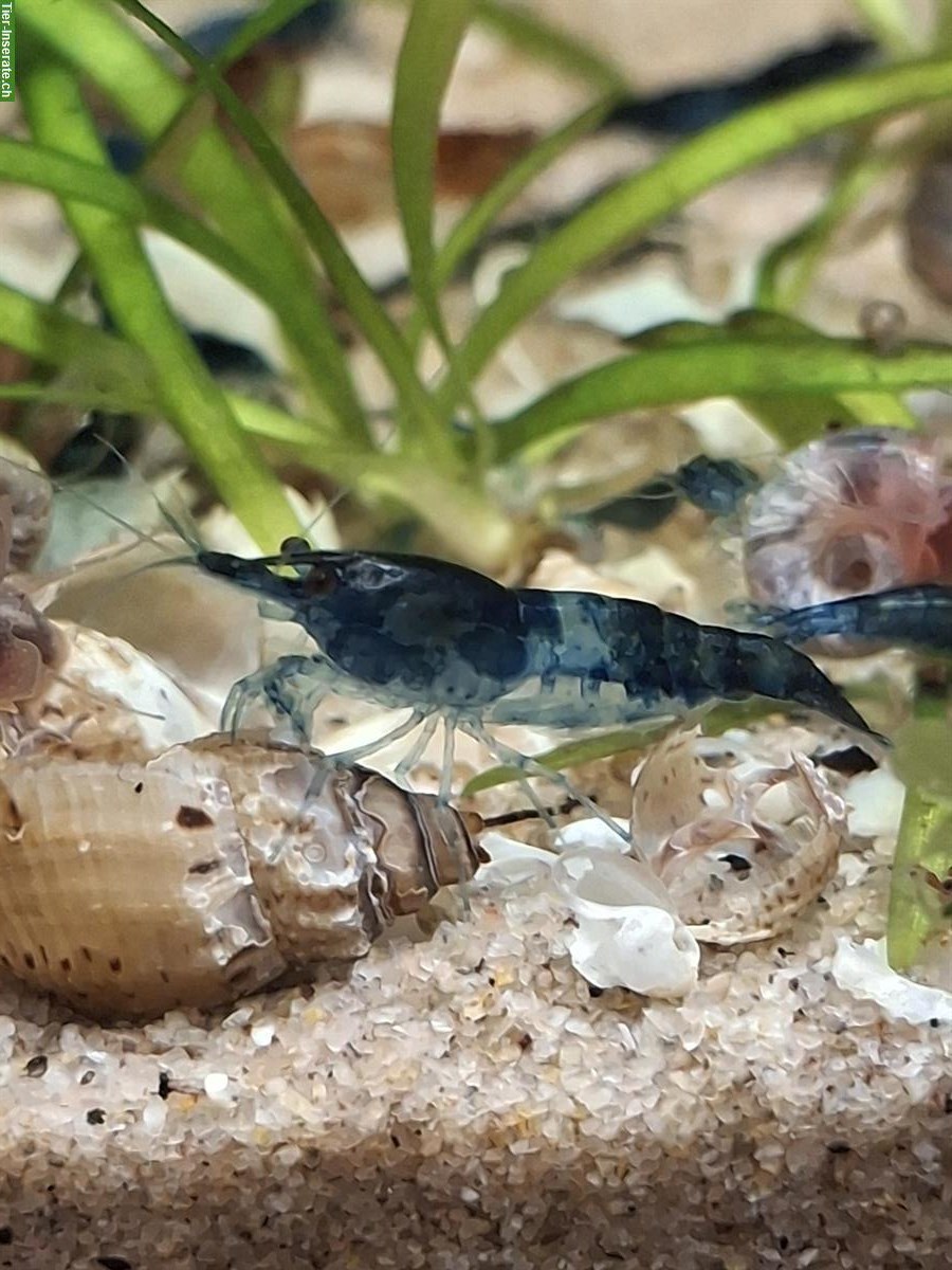 Garnelen Neocaridina davidi aus meiner Blue Dream Zucht