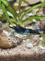 Garnelen Neocaridina davidi aus meiner Blue Dream Zucht