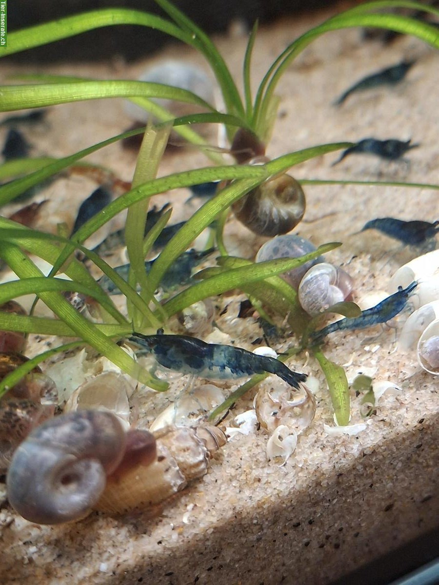Bild 2: Garnelen Neocaridina davidi aus meiner Blue Dream Zucht