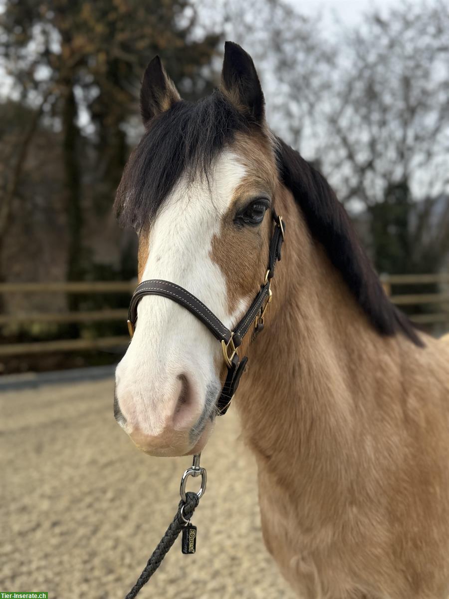 Bildhübsches Pony mit blauen Augen