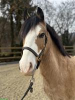 Bildhübsches Pony mit blauen Augen