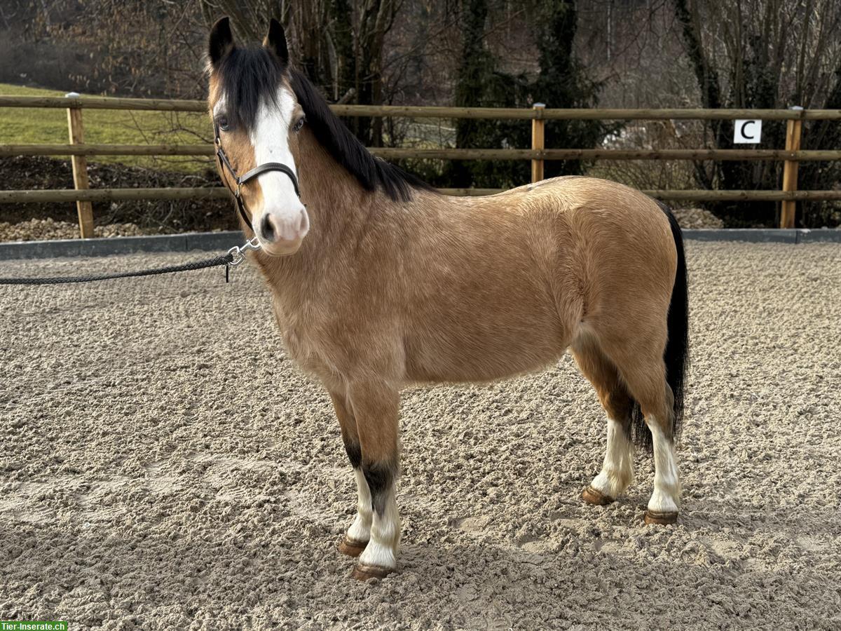 Bild 2: Bildhübsches Pony mit blauen Augen