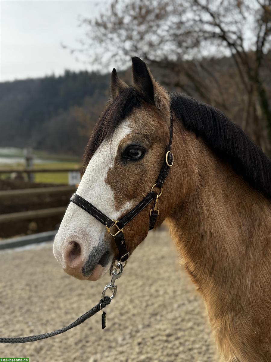 Bild 3: Bildhübsches Pony mit blauen Augen
