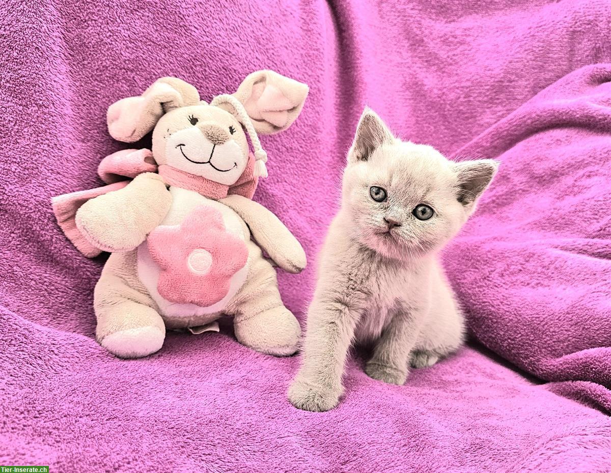 Britisch Kurzhaar Kätzchen zu verkaufen