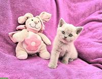 Britisch Kurzhaar Kätzchen zu verkaufen